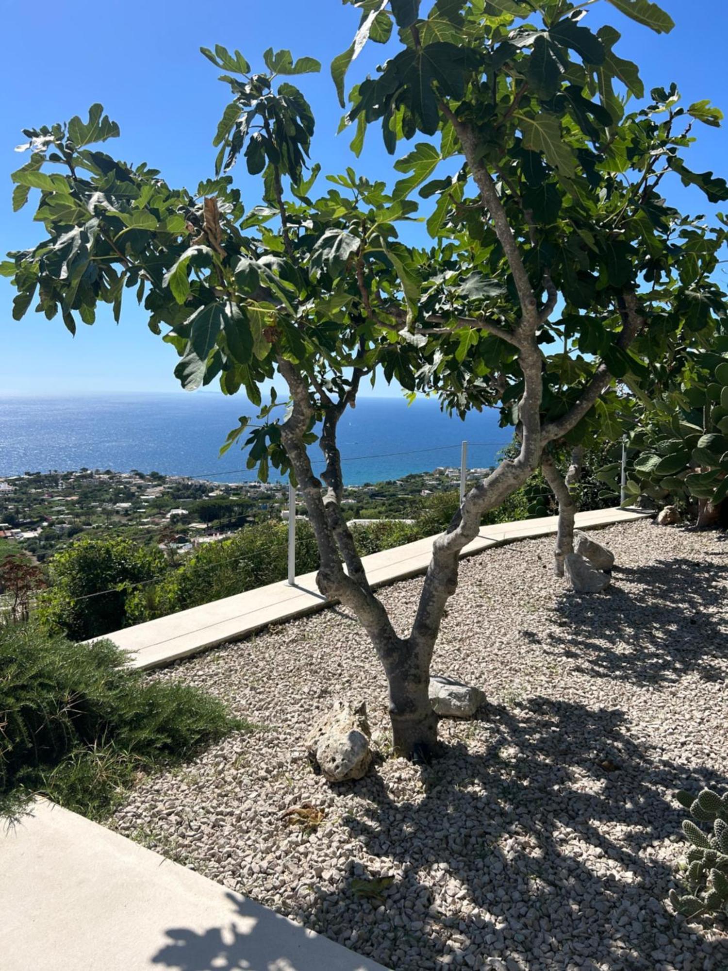 איסקיה Villa Inarime מראה חיצוני תמונה